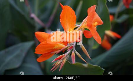 Arancio Punch canna giglio in fiore in un giardino estivo. Foto Stock