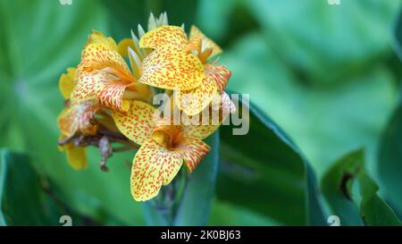 Tenerife canna giglio in fiore in un giardino estivo con sfondo corporeo Foto Stock