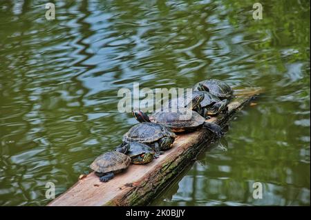 Gruppo di tartarughe in piedi su un tronco d'albero Foto Stock