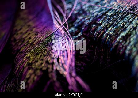 Bella e colorata piume di uccello senza cuciture motivo astratto texture design naturale sfondo immagine concetto, colori carta da parati. Bokeh sfocatura luce. Foto Stock