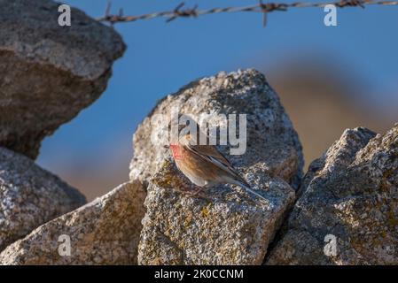 Maschio di linnet comune, Linaria cannabina, su una roccia Foto Stock