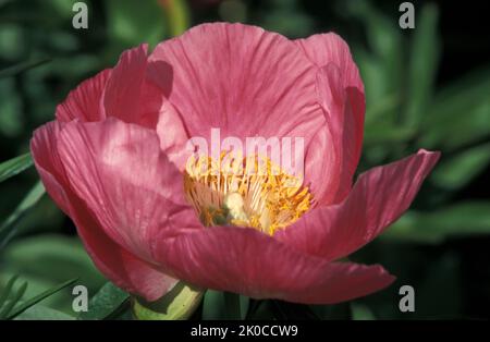PRIMA VISTA DI UN SINGOLO FIORE DI ROSA COMUNE DA GIARDINO. Foto Stock