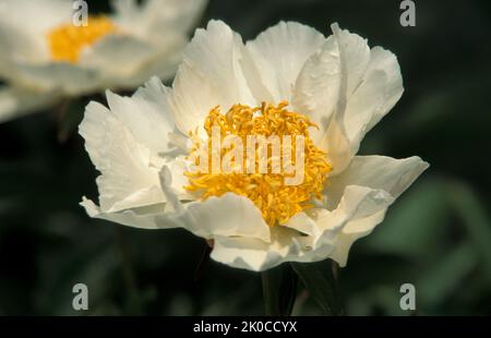 PAEONIA LACTIFLORA "Krinkled White" Foto Stock