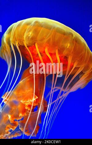 Nettola del Mar Nero o medusa rossa grande (Chrysaora achlyos), Columbia Britannica, Canada, Oceano Pacifico del Nord