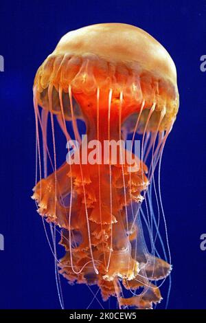 Nettola del Mar Nero o medusa rossa grande (Chrysaora achlyos), Columbia Britannica, Canada, Oceano Pacifico del Nord Foto Stock