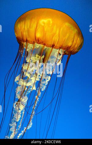 Nettola del Mar Nero o medusa rossa grande (Chrysaora achlyos), Columbia Britannica, Canada, Oceano Pacifico del Nord