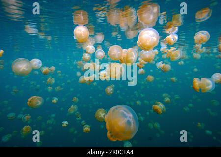 Mastigias meduse o Papua medusa (Mastigias papua), meduse Lago, eil isola Malk, Palau, Stati Federati di Micronesia Foto Stock