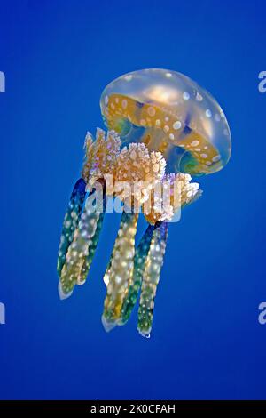 Mastigias meduse o Papua medusa (Mastigias papua), meduse Lago, eil isola Malk, Palau, Stati Federati di Micronesia Foto Stock