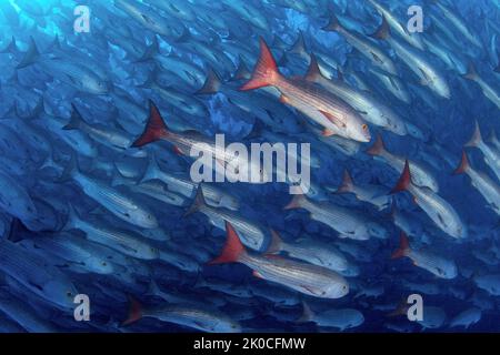 Whipper Snapper o Jordans Snapper (Lutjanus jordani), scuola, isola di Malpelo, sito patrimonio dell'umanità dell'UNESCO, Colombia Foto Stock