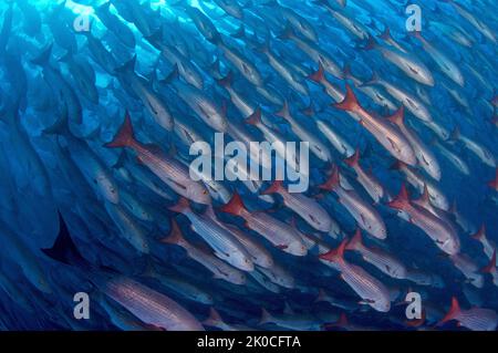 Whipper Snapper o Jordans Snapper (Lutjanus jordani), scuola, isola di Malpelo, sito patrimonio dell'umanità dell'UNESCO, Colombia Foto Stock