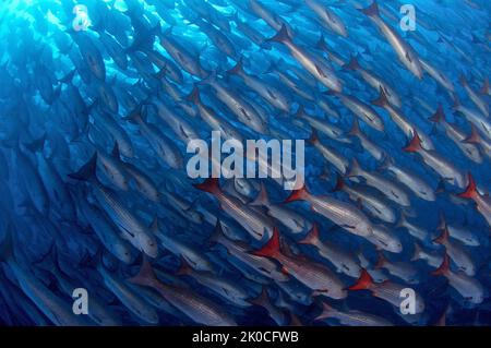 Whipper Snapper o Jordans Snapper (Lutjanus jordani), scuola, isola di Malpelo, sito patrimonio dell'umanità dell'UNESCO, Colombia Foto Stock