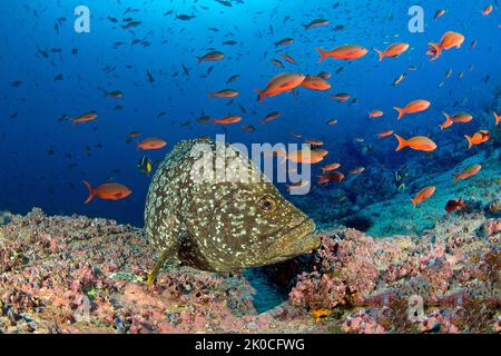 Spigola in pelle o scamosciato (Epinephelus dermatolepis) e pesci Creolefish del Pacifico (Paranthias colonus), isola di Malpelo, Colombia Foto Stock