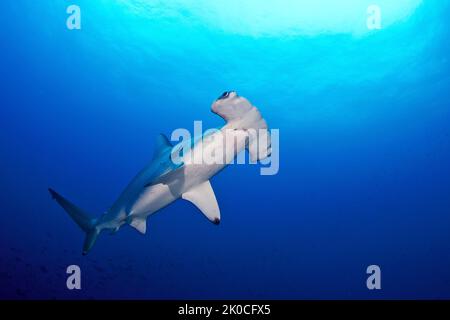 Squali di Hammerhead (Sphyrna lewini) scottati nuotando in acqua blu, isola di Malpelo, sito patrimonio dell'umanità dell'UNESCO, Colombia Foto Stock