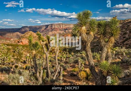 Joshua Trees, Beaver Dam Mountains Wilderness, Yellow Knolls sopra Virgin River Gorge in lontananza, Cedar Pocket Road, tramonto, Mojave Desert, Arizona Foto Stock