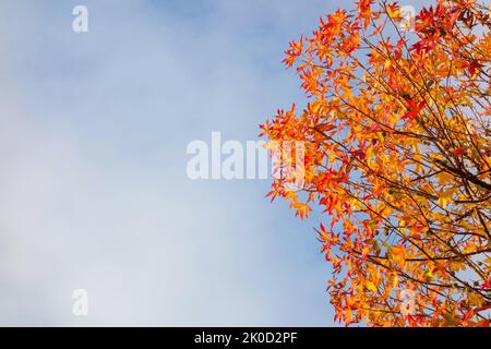 Sfondo autunnale e fogliare. Arriva l'autunno, le foglie d'acero diventano verdi, gialle, arancioni e rosse (con spazio copia) Foto Stock