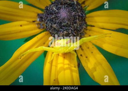 Uno dei miei passatempi preferiti è fare un'escursione lungo i sentieri del Door County Land Trust, situato nella Door County Wisconsin, alla ricerca di soggetti macro. Foto Stock