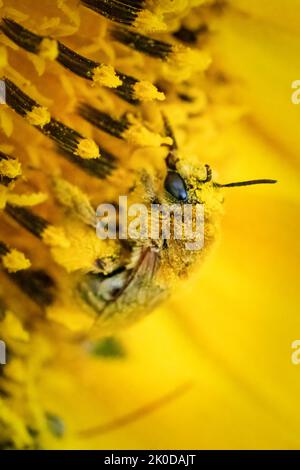 Uno dei miei passatempi preferiti è fare un'escursione lungo i sentieri del Door County Land Trust, situato nella Door County Wisconsin, alla ricerca di soggetti macro. Foto Stock