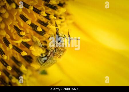 Uno dei miei passatempi preferiti è fare un'escursione lungo i sentieri del Door County Land Trust, situato nella Door County Wisconsin, alla ricerca di soggetti macro. Foto Stock