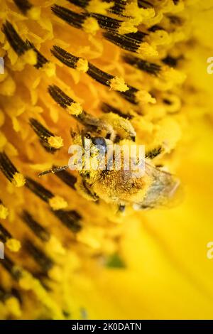 Uno dei miei passatempi preferiti è fare un'escursione lungo i sentieri del Door County Land Trust, situato nella Door County Wisconsin, alla ricerca di soggetti macro. Foto Stock