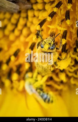 Uno dei miei passatempi preferiti è fare un'escursione lungo i sentieri del Door County Land Trust, situato nella Door County Wisconsin, alla ricerca di soggetti macro. Foto Stock