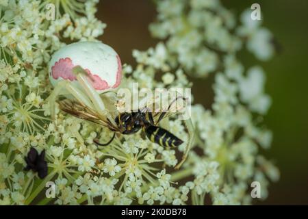 Uno dei miei passatempi preferiti è fare un'escursione lungo i sentieri del Door County Land Trust, situato nella Door County Wisconsin, alla ricerca di soggetti macro. Foto Stock