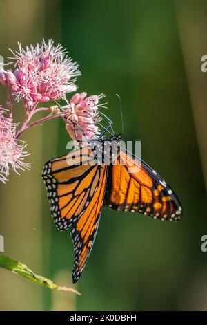 Uno dei miei passatempi preferiti è fare un'escursione lungo i sentieri del Door County Land Trust, situato nella Door County Wisconsin, alla ricerca di soggetti macro. Foto Stock