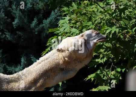 Dromedario - Camelus Dromederius - Camel arabo allo zoo mangiare foglie di un albero all'aperto Foto Stock