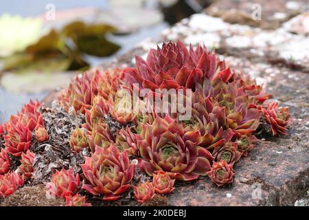 Pianta di Houseleek, specie di Sempervivum, rosette fogliari in primo piano su un muro di mattoni con uno stagno sfocato sullo sfondo. Foto Stock