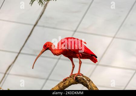Scarlatto Ibis Bird Eudocimus uccello tropicale da vicino. Sudafrica Foto Stock