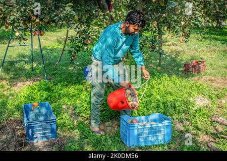 Un contadino mette le mele appena raccolte in una cassa in un frutteto durante la stagione di raccolta alla periferia di Srinagar. Gli agricoltori della valle del Kashmir hanno iniziato a raccogliere diverse varietà di mele e la stagione dura fino a metà novembre. I coltivatori di mele nel Kashmir sono preoccupati perché il Bangladesh, dove viene esportato circa il 30 per cento dei prodotti a base di mele, ha elevato il valore di valutazione di circa il 40 per cento. L'industria della mela del Kashmir è considerata la spina dorsale dell'economia della regione. Ci sono 113 varietà di mela coltivata in Kashmir Buttony sette tipi sono coltivati su una scala commerciale. Secondo gov Foto Stock