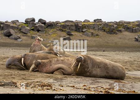 Atlantic Walrus, (Odobenus rosmarus) Foto Stock