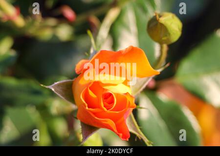 Westzeit fiore testa di una rosa in de Guldemondplantsoen Rosarium a Boskoop, Paesi Bassi Foto Stock