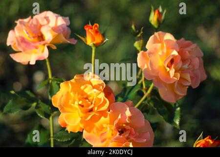 Westzeit fiore testa di una rosa in de Guldemondplantsoen Rosarium a Boskoop, Paesi Bassi Foto Stock