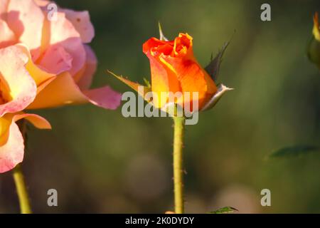 Westzeit fiore testa di una rosa in de Guldemondplantsoen Rosarium a Boskoop, Paesi Bassi Foto Stock