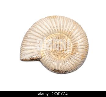 Immagine di ammonite su sfondo bianco. Fossile. Conchiglie marine. Foto Stock