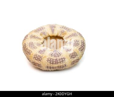 Immagine di Sea Urchin Shell su sfondo bianco. Conchiglie marine. Animali sottomarini. Foto Stock