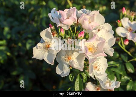 Xantipe fiore testa di una rosa in de Guldemondplantsoen Rosarium a Boskoop, Paesi Bassi Foto Stock