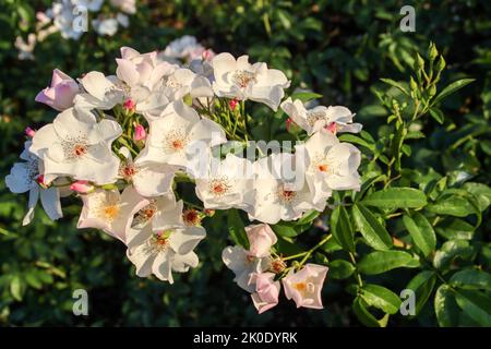 Xantipe fiore testa di una rosa in de Guldemondplantsoen Rosarium a Boskoop, Paesi Bassi Foto Stock