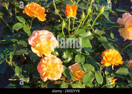 Westzeit fiore testa di una rosa in de Guldemondplantsoen Rosarium a Boskoop, Paesi Bassi Foto Stock