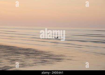 Immagine del movimento intenzionale della macchina fotografica dell'ICM dell'uccello che vola sopra l'oceano all'alba in Sussex, Inghilterra Foto Stock