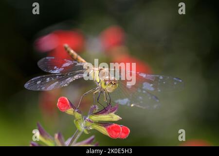 Darter comune femminile - Sympetrum Striolatum, su Scarlet Sage o Blood Sage - Salvia Coccinea, nel suo habitat naturale. Foto Stock