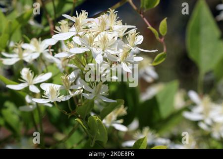 Splendidi fiori di Clematis bianco in miniatura. Cespuglio di clematis che cresce in giardino. Bella clematis fiore bianco Foto Stock