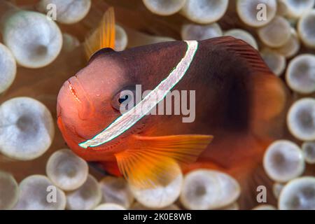 Un piccolo pesce pagliaccio tropicale arancione nelle Fiji nuota all'interno dei tentacoli protettivi di un anemone ospite con il suo compagno che segue dietro Foto Stock