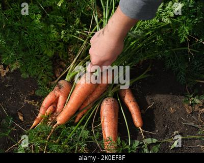 Una donna che raccoglie carote biologiche appena raccolte che erano sdraiate sul terreno. Primo piano. Foto Stock