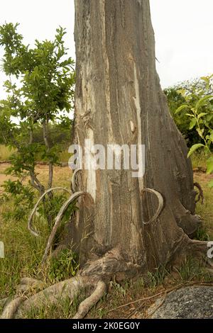 Strisce di corteccia sono tirate dal tronco di un baobab alimentando elefante. A differenza della maggior parte degli alberi di legno duro, il Baobab ha una struttura più robusta Foto Stock