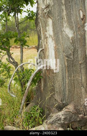 Strisce di corteccia sono tirate dal tronco di un baobab alimentando elefante. A differenza della maggior parte degli alberi di legno duro, il Baobab ha una struttura più robusta Foto Stock