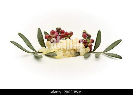 Chios lacrime di mastice con foglie di lentisco (Pistacia lentisco) e frutta su fondo bianco Foto Stock