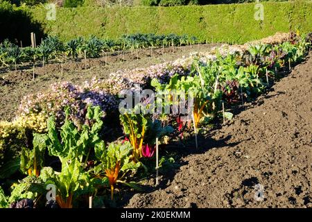 Swiiss Chard crescere all'aperto in un giorno d'inverno - John Gollop Foto Stock