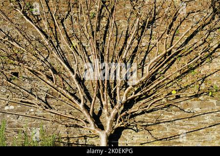 Spalier addestrato albero di susina in inverno - John Gollop Foto Stock
