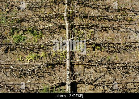 Spalier addestrato albero di pera in inverno - John Gollop Foto Stock